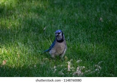 Feeding Blue Jay Stock Photo 1148760080 | Shutterstock