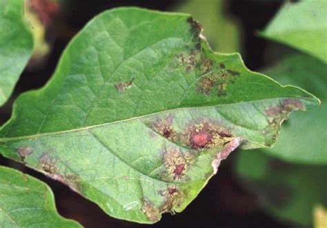 Potato Blight Disease Control And Identification