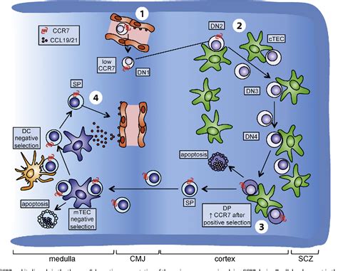 A Myriad Of Functions And Complex Regulation Of The Ccr Ccl Ccl