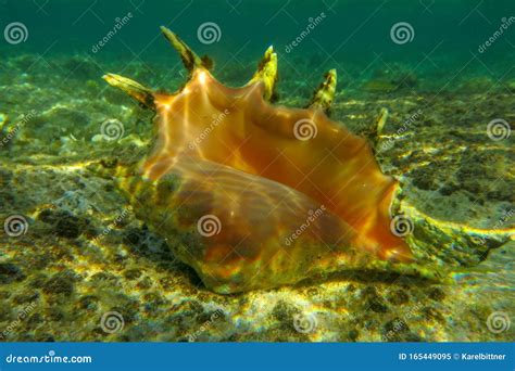 Giant Spider Conch Shell Lambis Lambis Marine Gastropod Mollusk