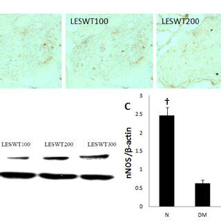 The Expression Of Nnos In Penile Dorsal Nerve A The Expression Of