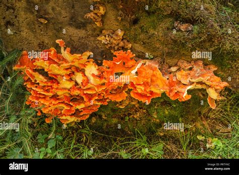 Hongo en la naturaleza fotografías e imágenes de alta resolución Alamy