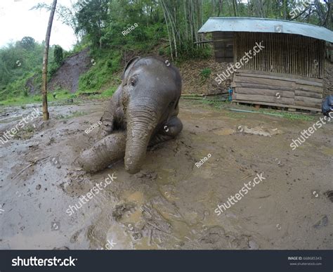 Baby Elephant Sanctuary Stock Photo 668685343 | Shutterstock