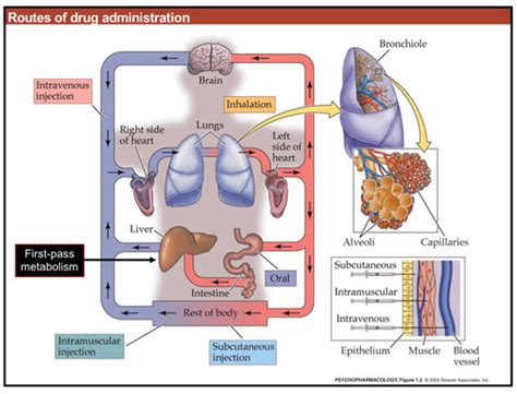 Exam Pharmacokinetics Pharmacodynamics Flashcards Quizlet