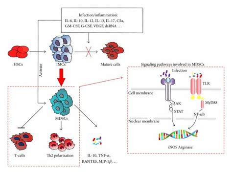 The Origin And Signaling Pathways Involved In Mdscs In Sepsis