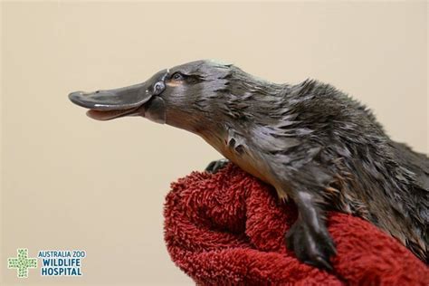 Lost Baby Platypus Rescued From Storm Drain Photos Success Stories