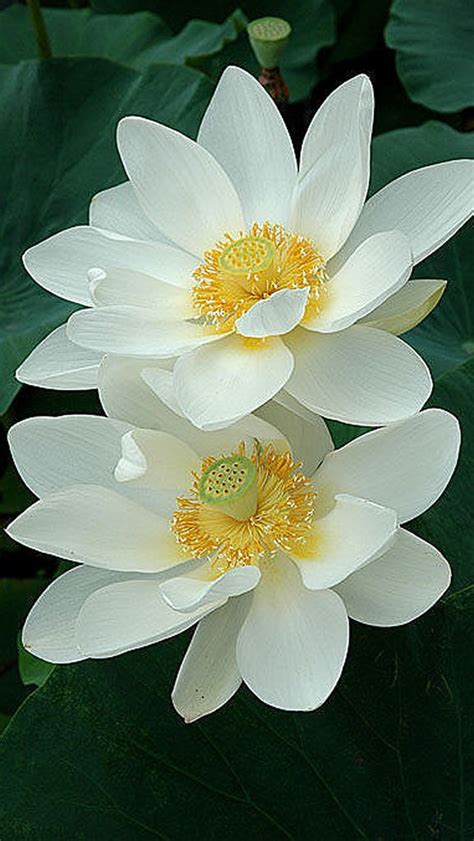 White Lotus Wallpaper Enwallpaper