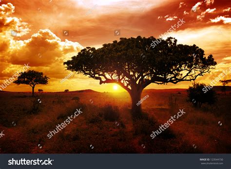 africa sunset stock photo  shutterstock