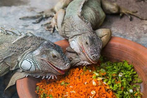 What Do Lizards Eat Pet Diet Overview