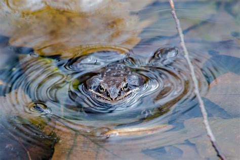 Pennsylvania Wood Frog All Puffed Up