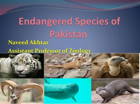 SOLUTION: Endangered species of pakistan - Studypool