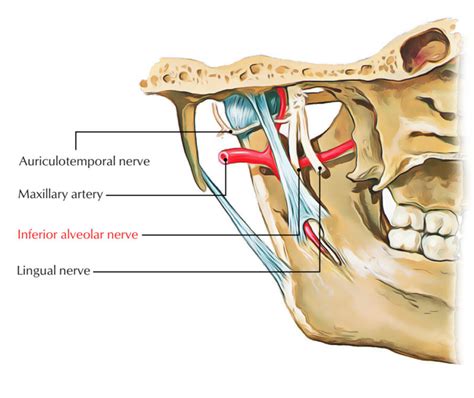 Inferior Alveolar Nerve Earth S Lab