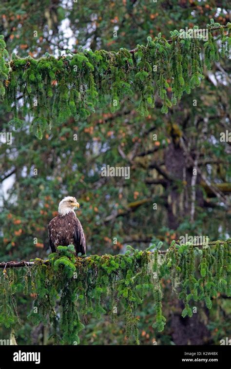 Bald Eagle Haliaeetus Leucocephalus On A Tree Tongass National