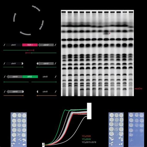 Design And Hierarchy Of The TRNA Neochromosome A The Smallest