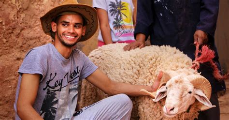 Aïd Al Adha 24 des ménages achètent leurs bêtes un ou deux jours