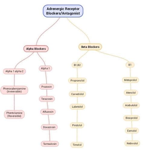 Bod Quiz 1 Alpha And Beta Receptors Flashcards Artofit