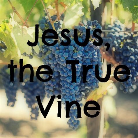 jesus  true vine  rosesmith  deviantart