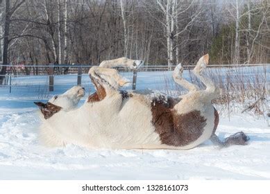 Horse Rolling Snow Paint Quarter Horse Stock Photo 1328161073 ...