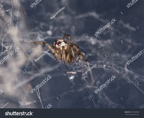 Triangulate Cobweb Or Triangulate Comb-Foot Spider (Steatoda ...