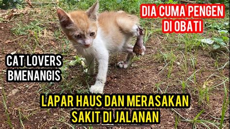 Anak Kucing Menangis Sampai Serak Ketabrak Bikin Sedih Cat Lovers