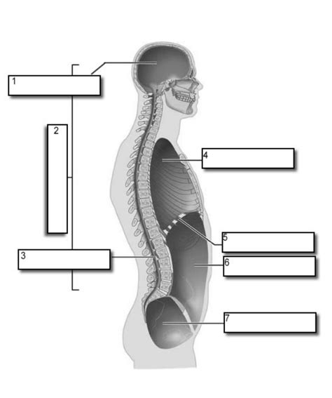 Anatomy Labeling Systems 1 Diagram Quizlet