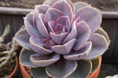 Echeveria Perle Von N Rnberg