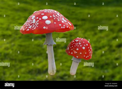 Fly Agaric Mushrooms Illustration Stock Photo Alamy