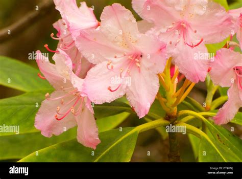 Pacific rhododendron (Rhododendron macrophyllum), Oregon Dunes National ...