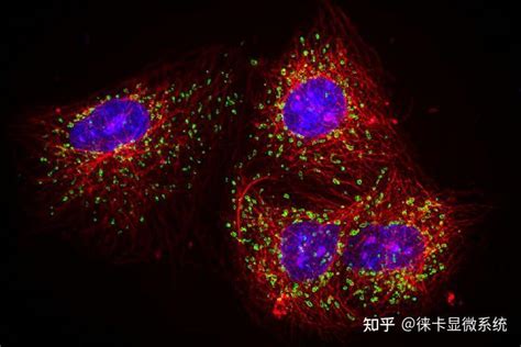 技术白皮书FluoSync宽场成像中的快速且可靠的多色荧光拆分技术 知乎