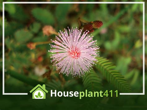 How To Grow Mimosa Pudica Care Tips