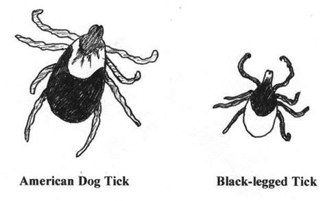 Allina The Defense Against Ticks And Lyme Disease Opinion