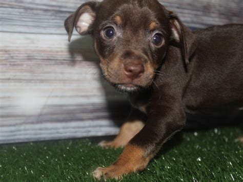 Chiweenie-DOG-Female-CHOCOLATE / TAN-2817190-Pet City Houston