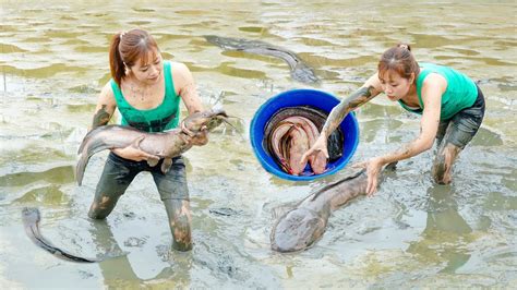 Cherry Daily Life Harvest Giant Catfish On The Farm Go To The Market