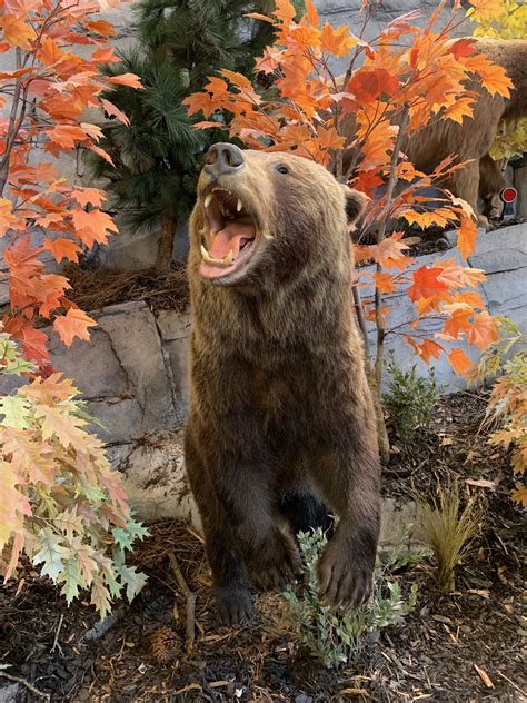 Cabelasft Mill Sc Brown Bear Animals Bear