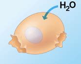 Bio Ii Chapter Osmoregulation And Excretion Flashcards Quizlet