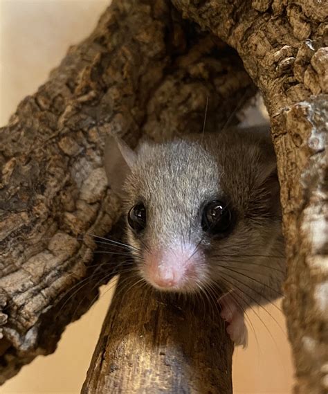 African Spiny Mice and Pygmy Dormice | Reptile Forums