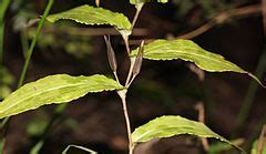 Category Tricyrtis Affinis Wikimedia Commons