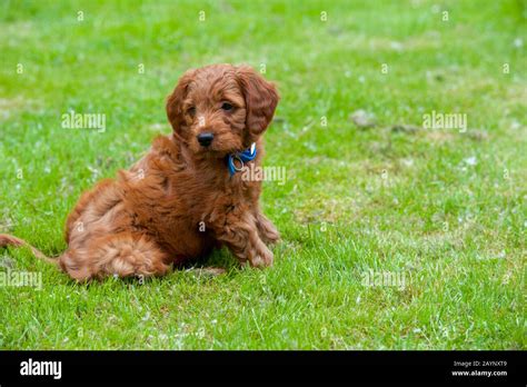 8 Week Old Goldendoodle Male Puppy Stock Photo Alamy