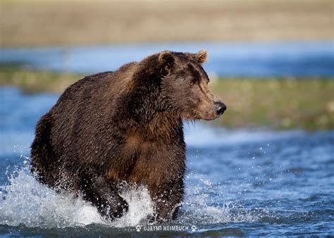 5 Amazing Facts About Grizzly Bears