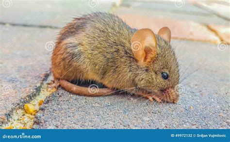 Rat Stock Photo - Image: 49972132