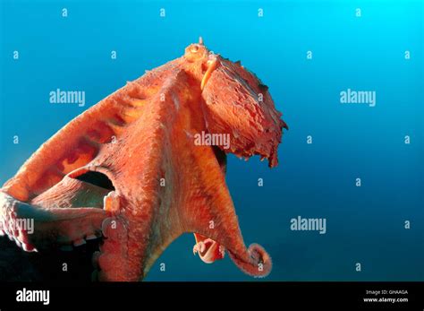 Pulpo Gigante Del Pacifico Fotograf As E Im Genes De Alta Resoluci N