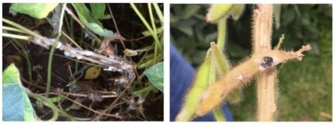 White Mold In Soybeans And Prevention Tips Golden Harvest