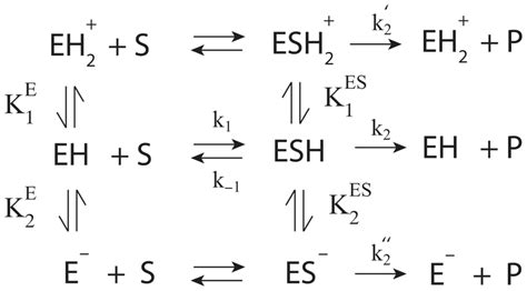 Reaction Scheme Of Diprotic Model E Represents The Enzyme As A Weak Download Scientific