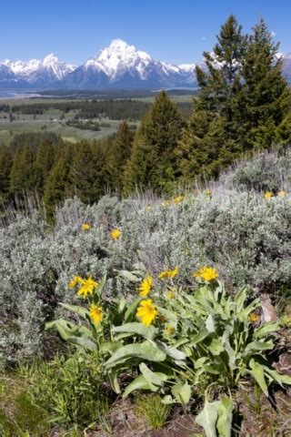 Emma Matilda Lake Grand Teton National Park Free Roaming Hiker