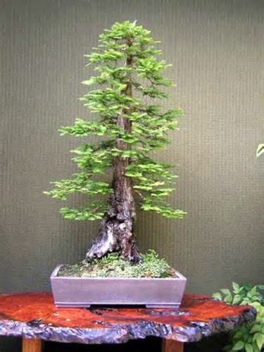 Redwood Bonsai Tree: Rare and True Dawn Redwood Trees