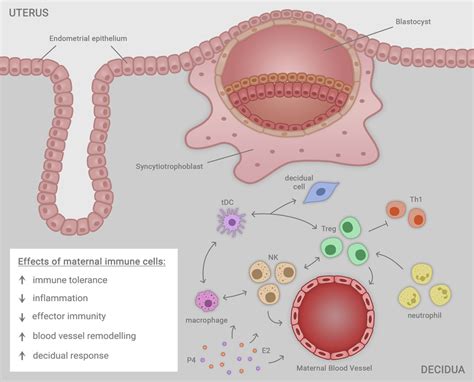 Immune Cells Including Macrophages Natural Killer Nk Cells