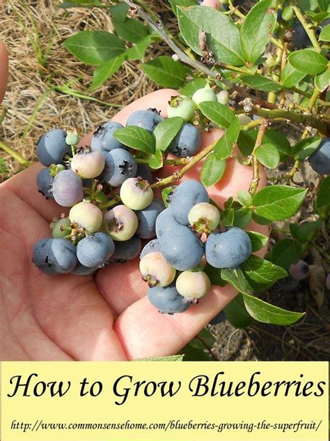 Growing Blueberries Best Tips For The Home Garden Growing