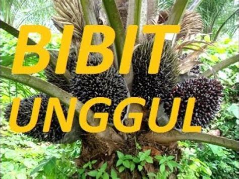 Tips Bibit Sawit Cara Membuat Bibit Sawit Unggul Youtube