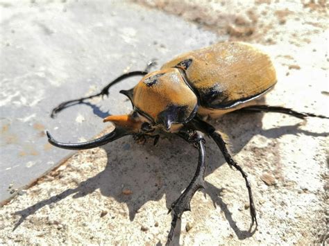 Elephant Beetle – Identification, Life Cycle, Facts & Pictures