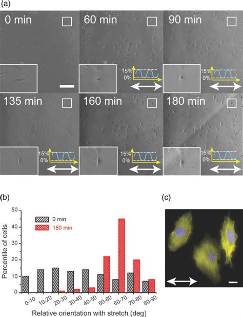 Realignment Of Cell Morphology And Actin Cytoskeleton Under Cyclic